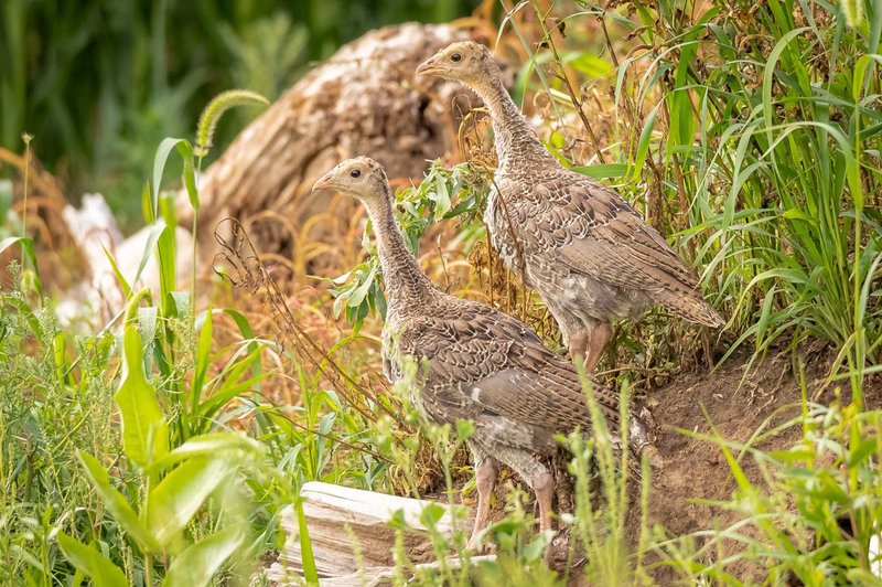 Turkey Nesting Habits And Lifecycle