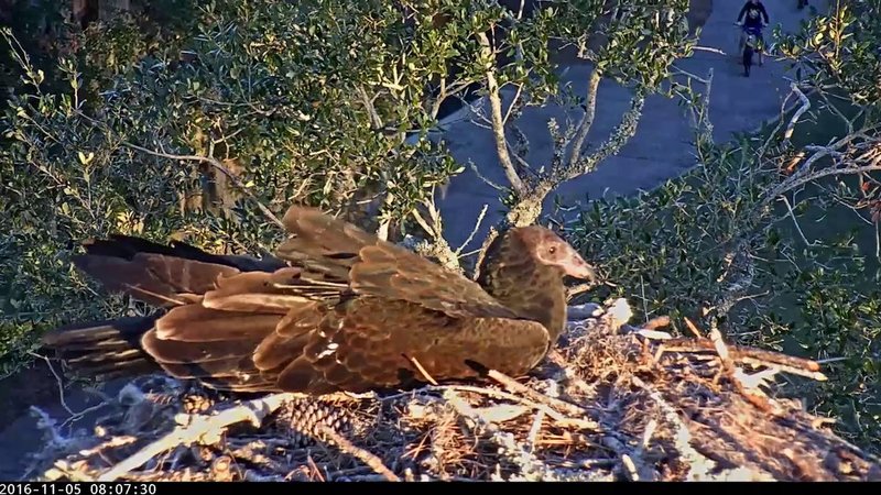Turkey Vulture Nesting Habits And Lifecycle