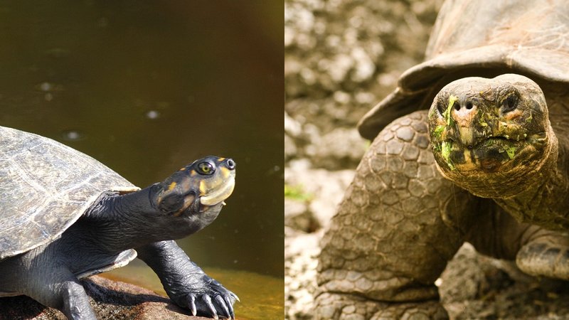 Turtle Vs. [Similar Species] - How They Compare