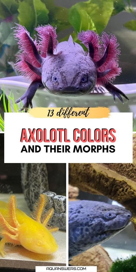 Types Of Axolotls: Colors, Morphs, And Rarity