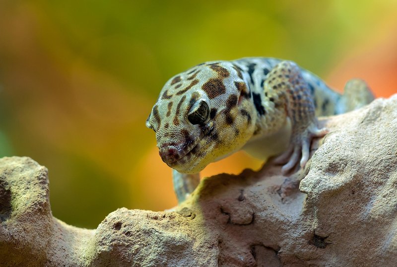 Uluguru Gecko