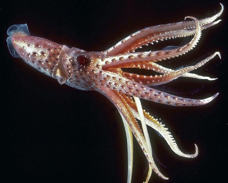 Umbrella Squid