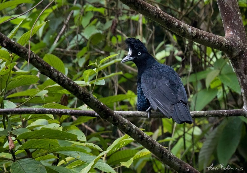 Umbrellabird