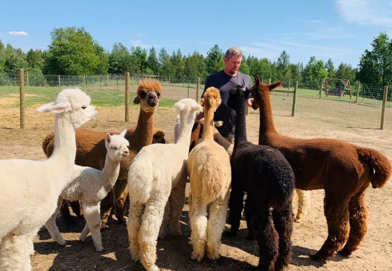 Understanding Alpaca Behavior: Social Habits And Communication