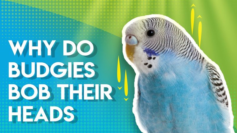 Understanding Budgie Behavior: Chirping, Head Bobbing & More