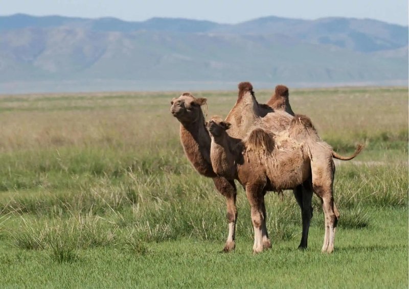 Understanding Camel Behavior: Signs Of Aggression Or Affection