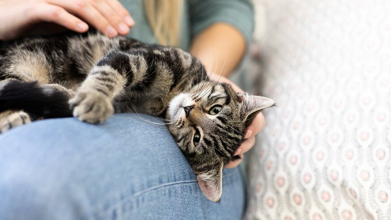 Understanding Cat Behavior: Purring, Scratching, Kneading And More