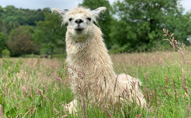 Understanding Llama Behavior: Spitting, Humming, And Bonding