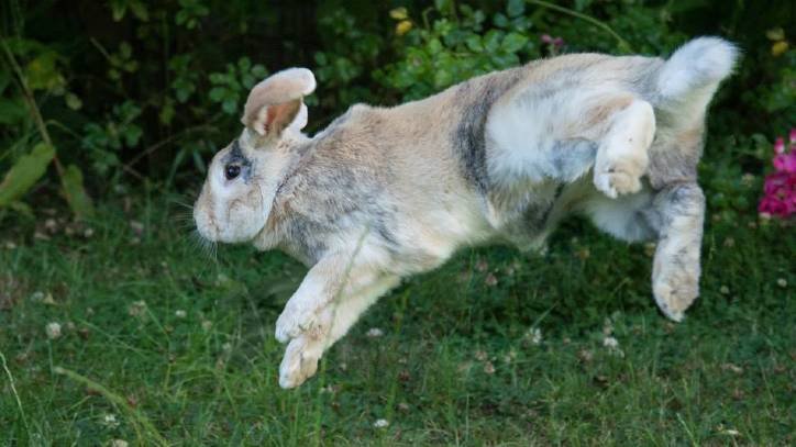Understanding Rabbit Behavior: Thumping, Binkies, And More