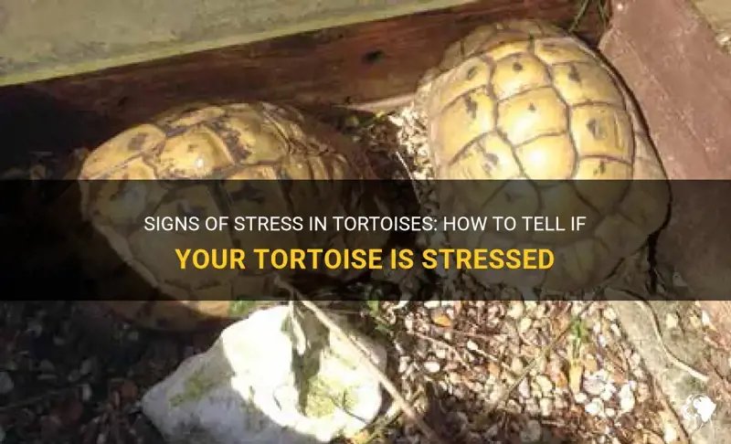Understanding Tortoise Behavior: Signs Of Stress Or Health
