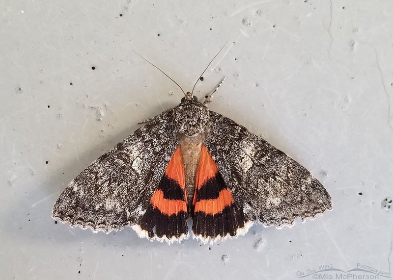Underwing Moth