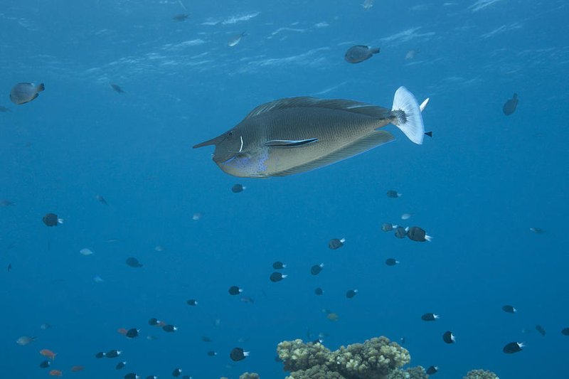 Unicornfish