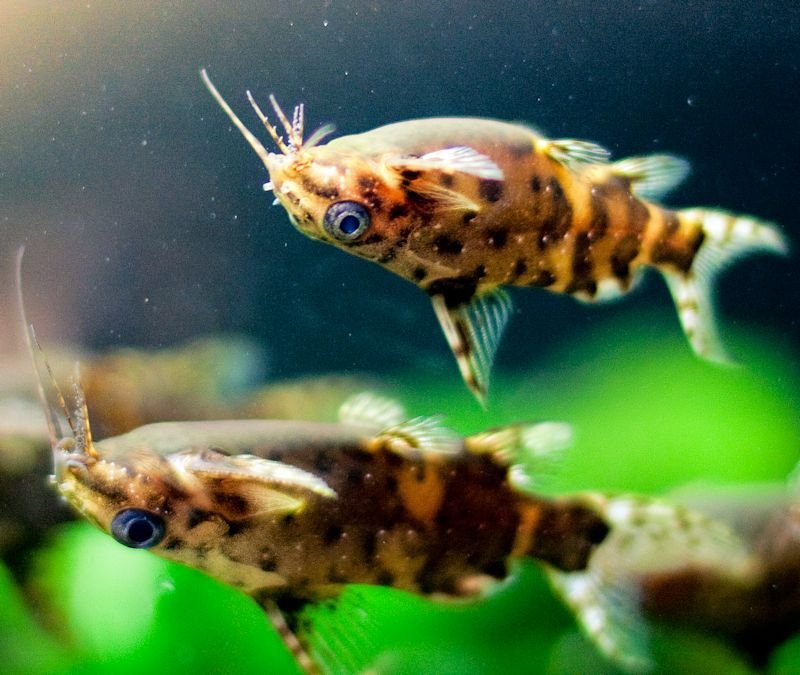Upside-Down Catfish