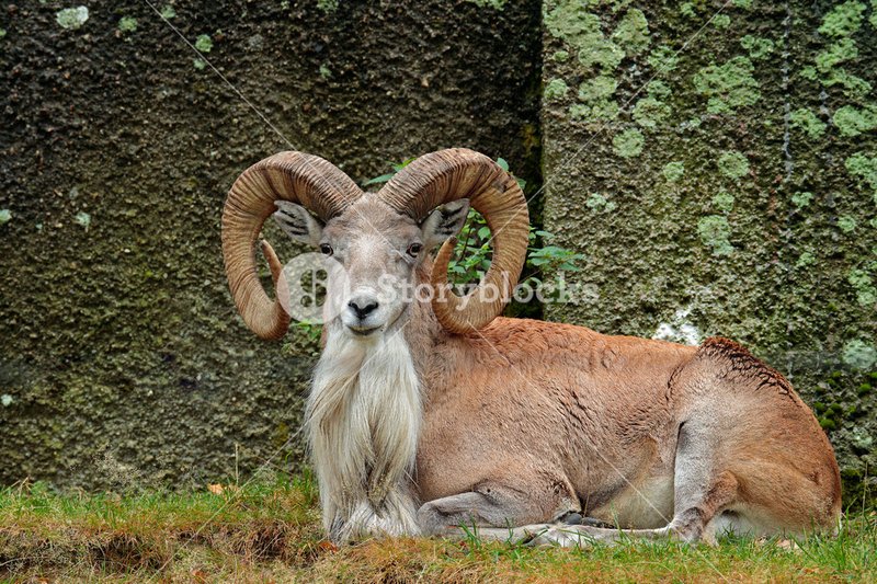 Urial
