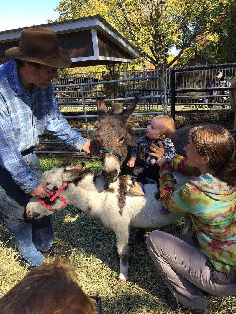 Using Donkeys For Hiking, Packing, Or Therapy Programs