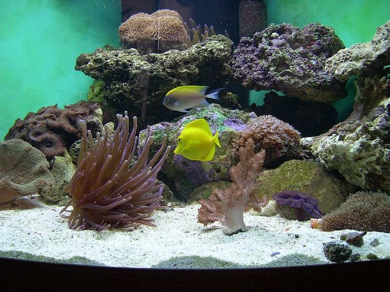 Using Live Rock In Your Saltwater Tank: Pros And Cons
