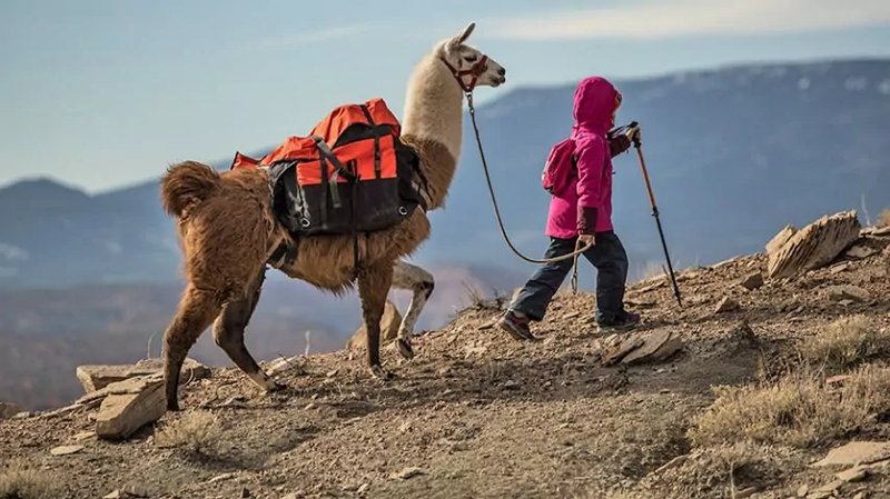Using Llamas For Hiking Or Trekking: Training And Equipment