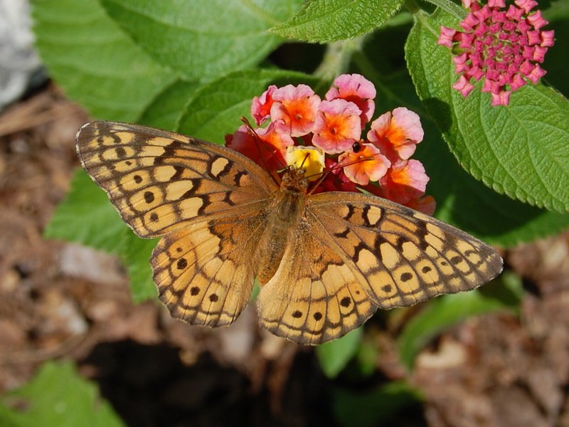 Variegated Fritillary Butterfly