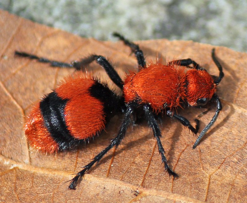 Velvet Ant
