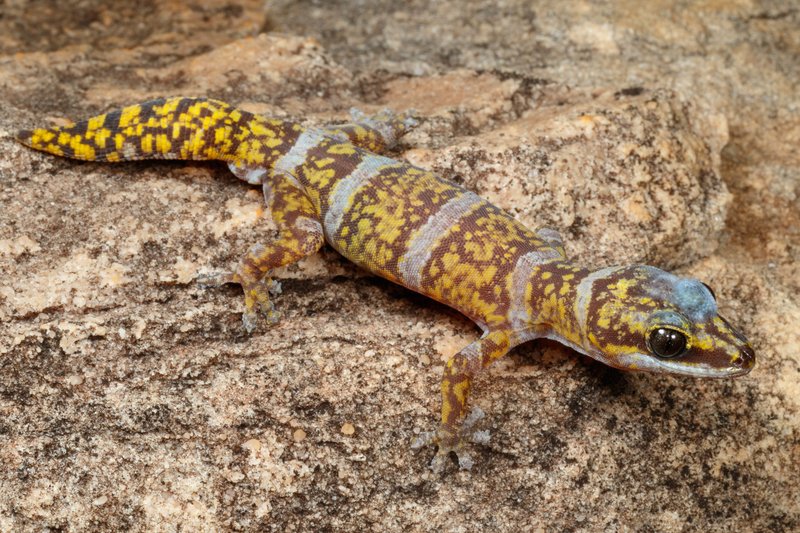 Velvet Gecko