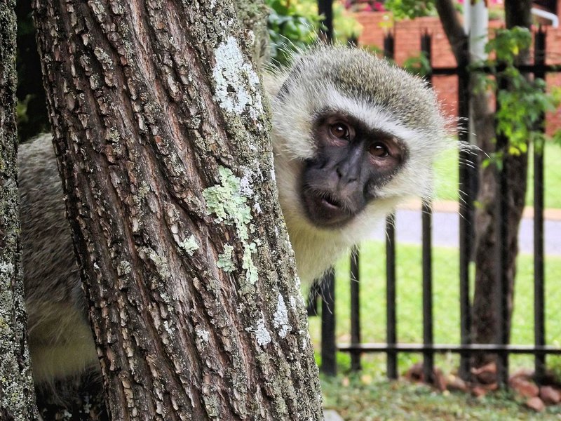Vervet Monkey