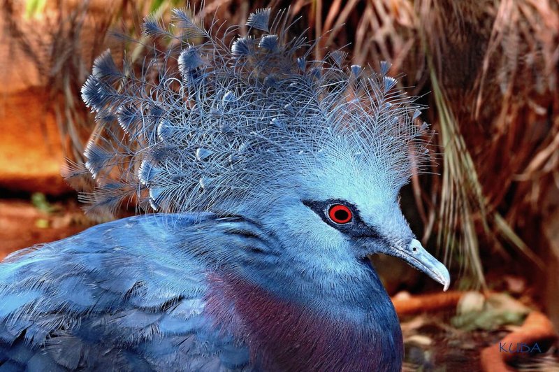 Victoria Crowned Pigeon