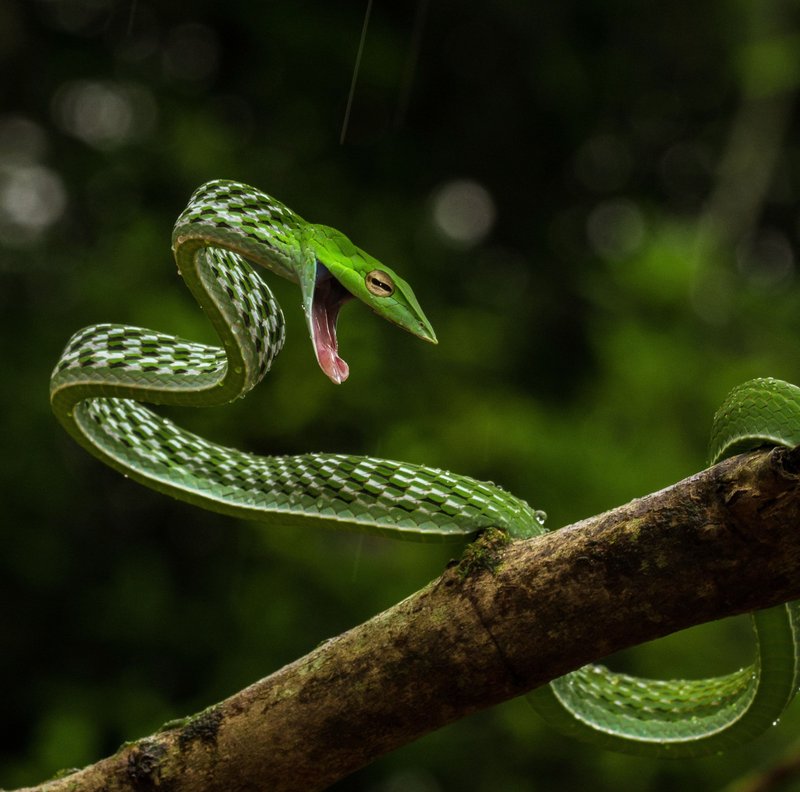 Vine Snake