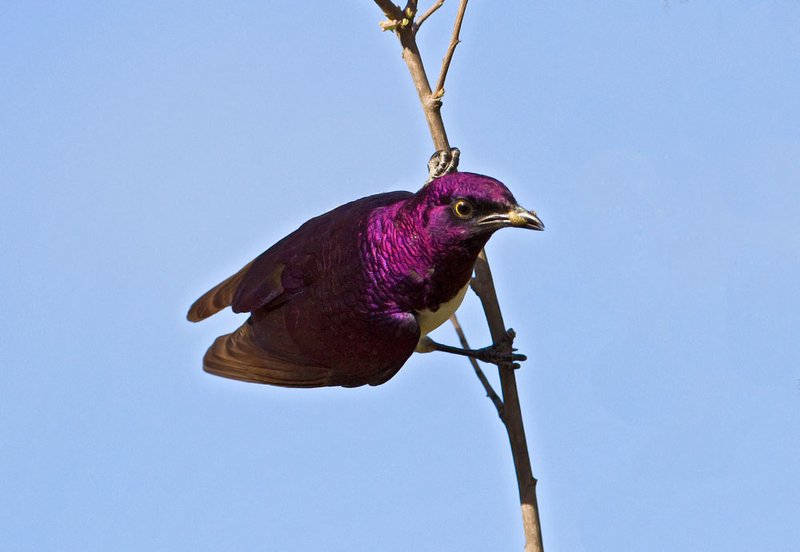 Violet-Backed Starling