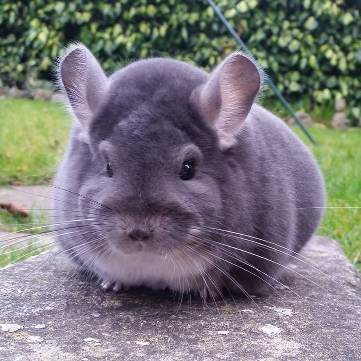 Violet Chinchilla Overview: Appearance, Traits, And Temperament