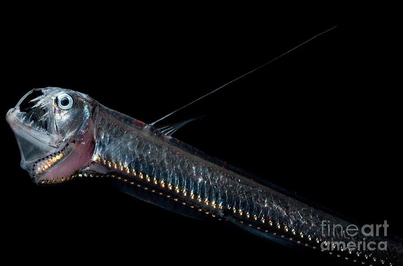 Viperfish