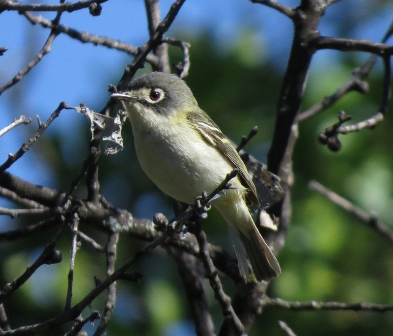 Vireo