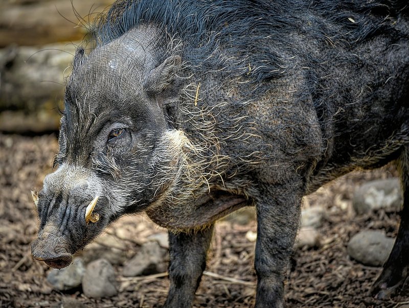 Visayan Warty Pig