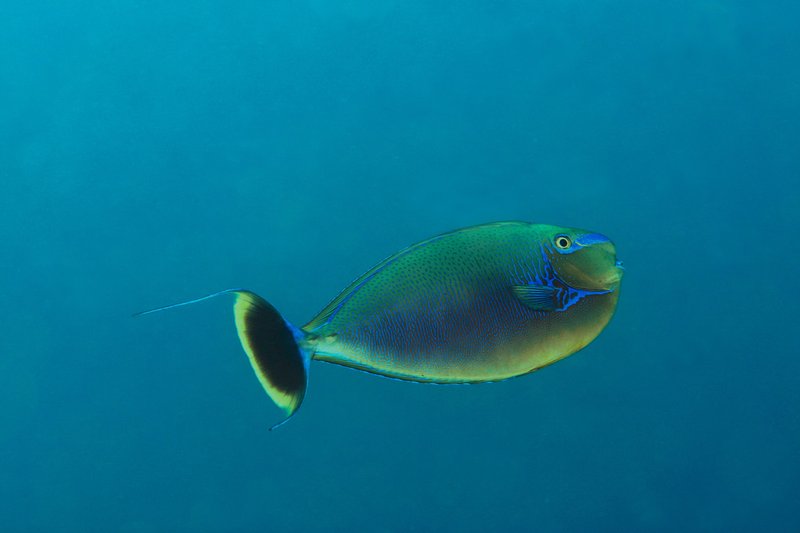 Vlamingii Tang
