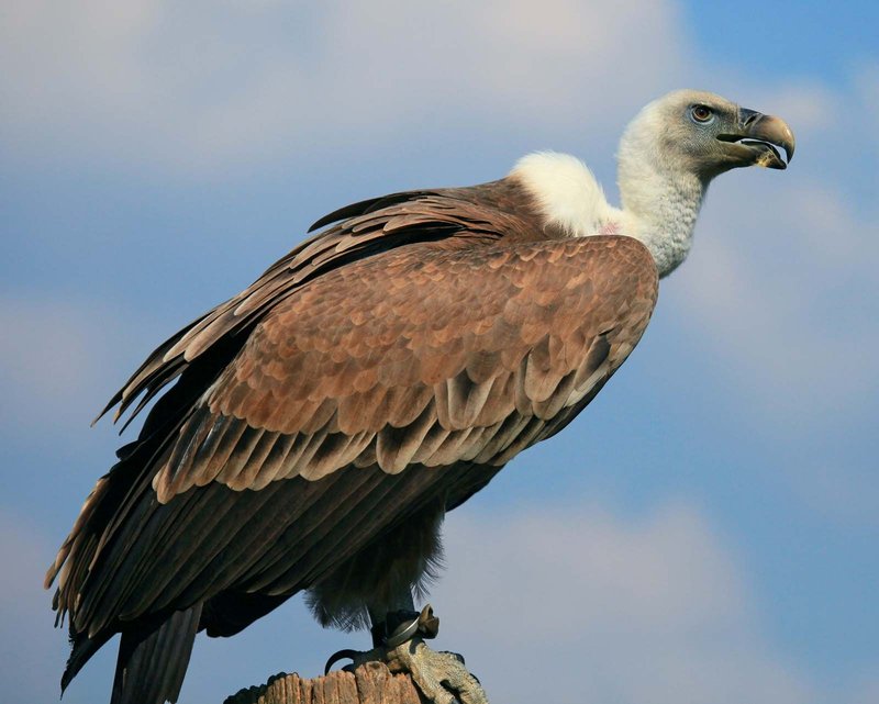 Vulture Nesting Habits And Lifecycle