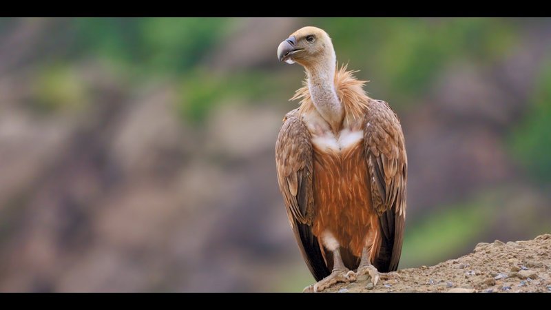 Vulture Vocalizations And What They Mean