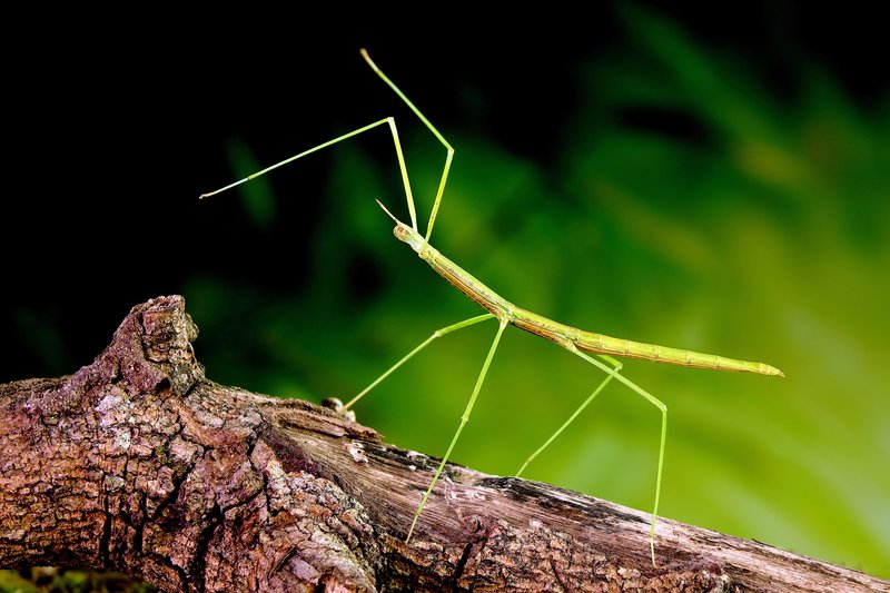 Walking Stick Insect