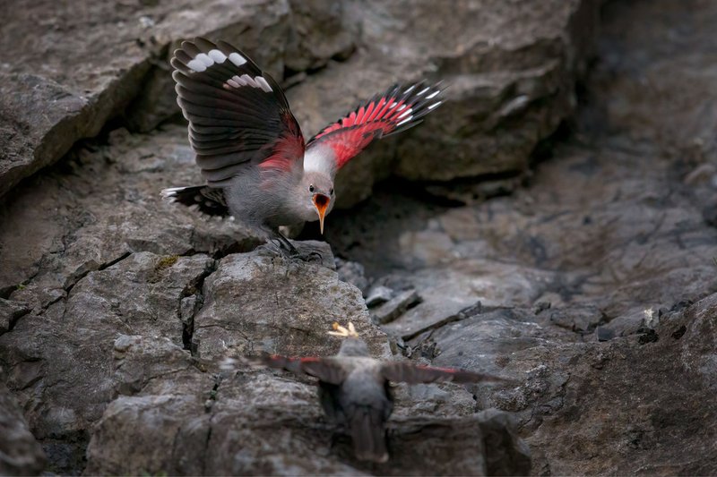Wallcreeper