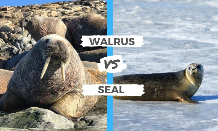 Walrus Vs. [Similar Species] - Key Differences