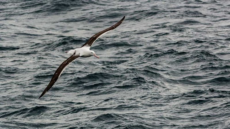Wandering Albatross