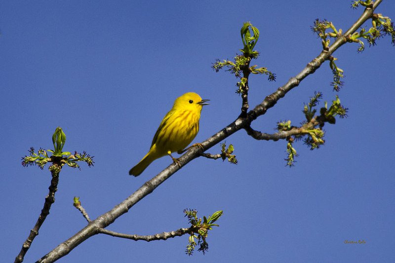 Warbler
