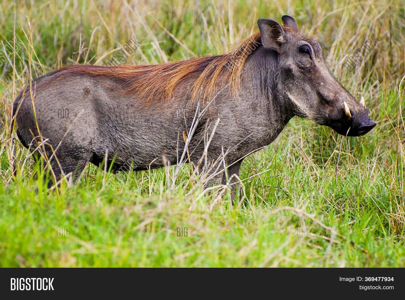 Warthog