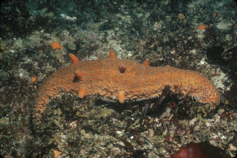 Warty Sea Cucumber