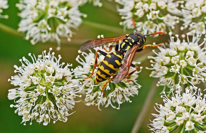 Wasp