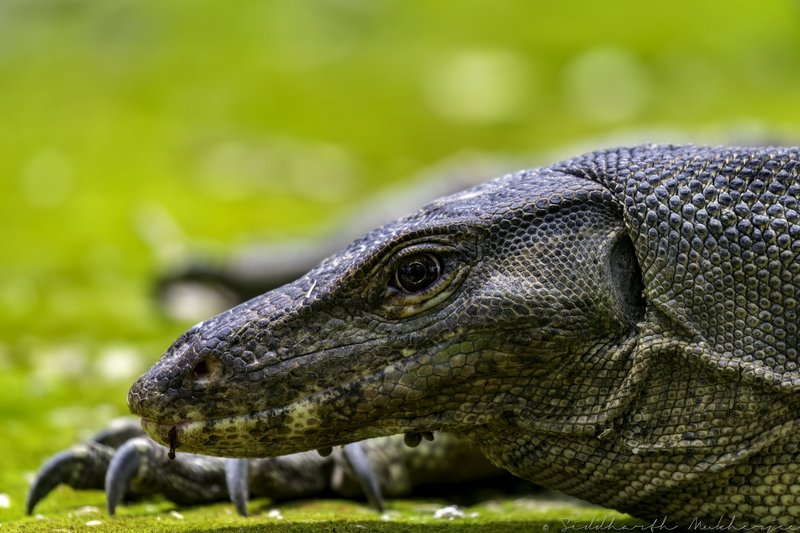 Water Monitor