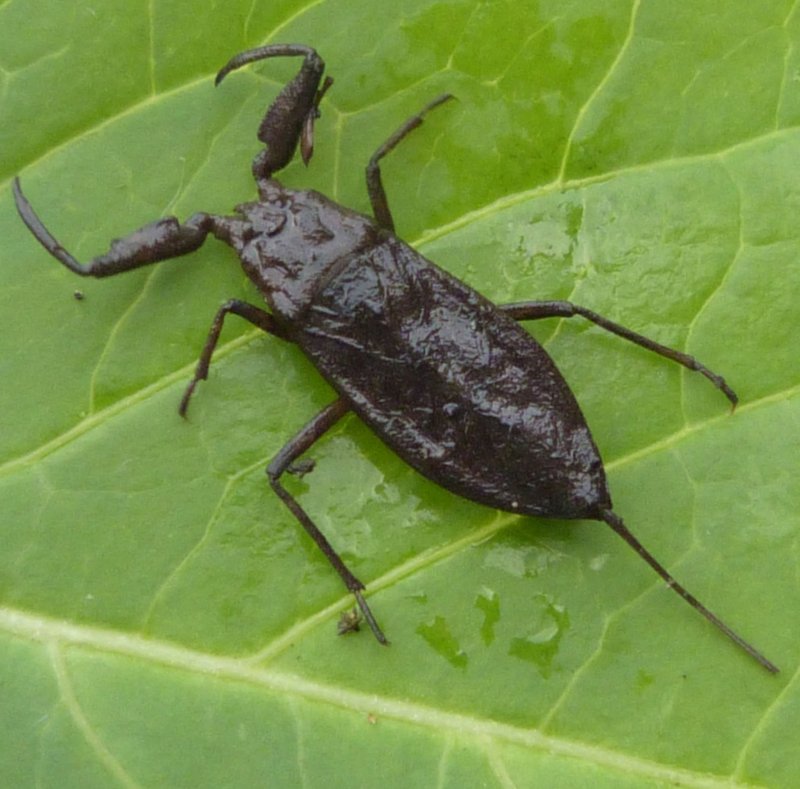 Water Scorpion