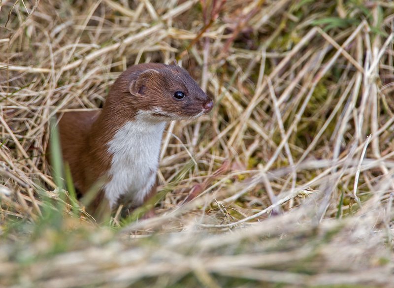Weasel