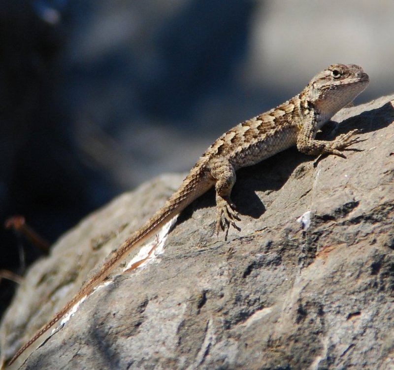 Western Fence Lizard