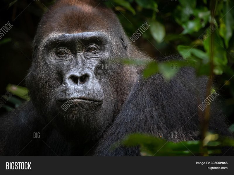 Western Gorilla