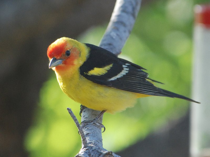 Western Tanager