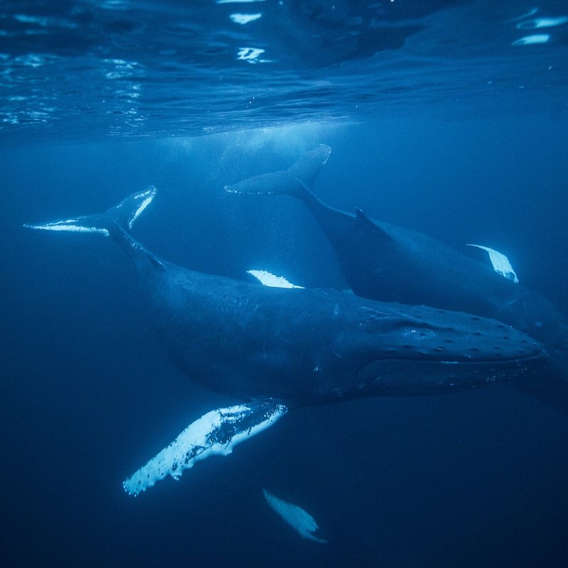 Whale Shark Vs. [Similar Species] - Key Differences